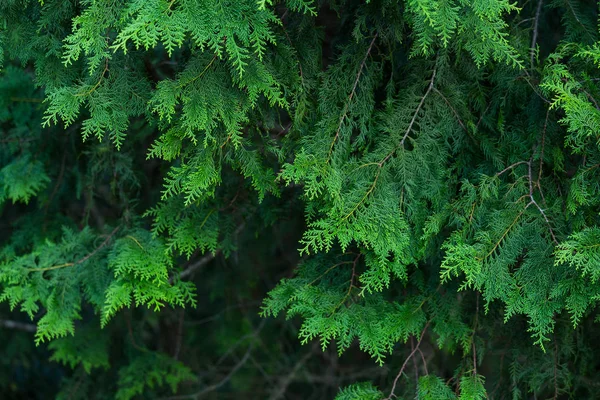 Forrest van groene pijnbomen — Stockfoto