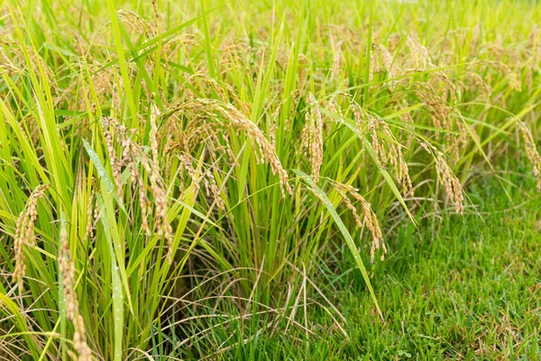Granja de arroz con arroz — Foto de Stock