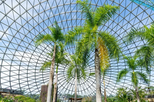 Invernadero de jardín con palmeras —  Fotos de Stock