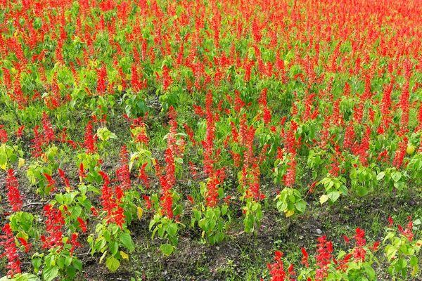 Campo vermelho de salvia — Fotografia de Stock