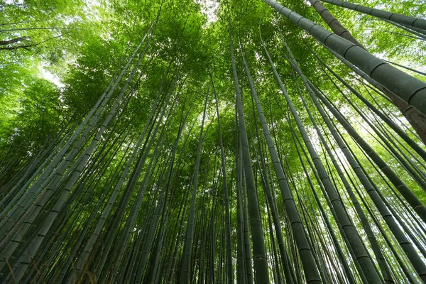 Ormandaki yeşil bambu ağaçları — Stok fotoğraf