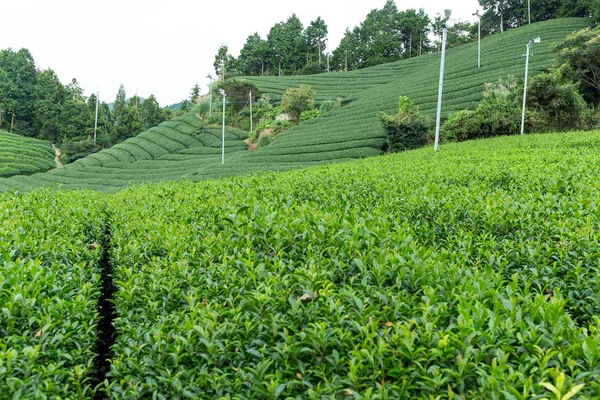 yeşil çay çiftlik 