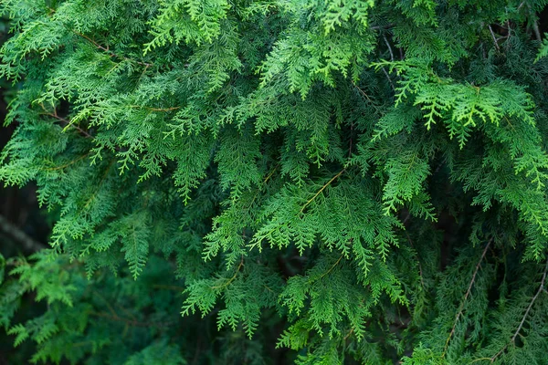 Forrest av gröna pinjeträd Stockbild