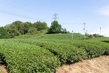Yeşil çay tarlası