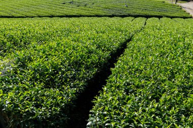 Çay plantasyon içinde Japonya 