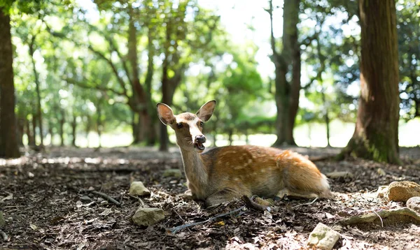 Parkta küçük geyik — Stok fotoğraf