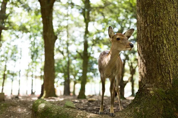 Cervo selvatico nel Parco di Nara — Foto Stock
