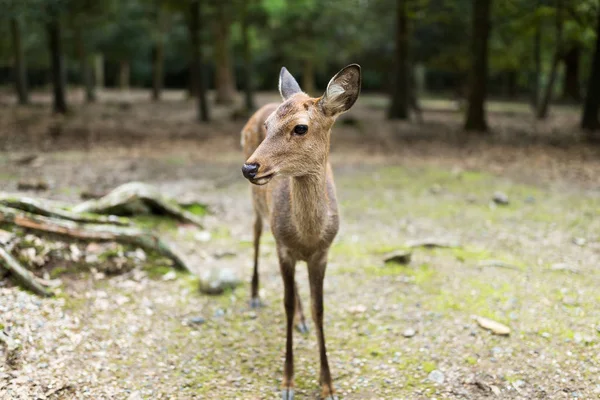 Wilde herten in Nara park — Stockfoto