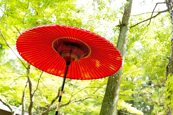 Traditional umbrella with green trees — Stock Photo, Image