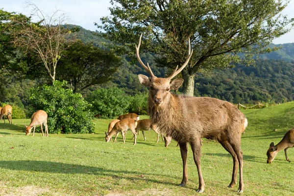 Deers in the Nara park — Stock Photo, Image