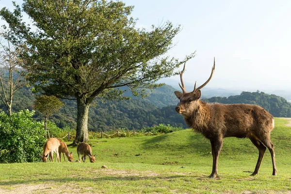 Deers in the Nara park — Stock Photo, Image