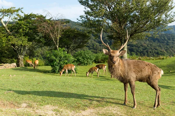 Rådjur i parken Nara — Stockfoto