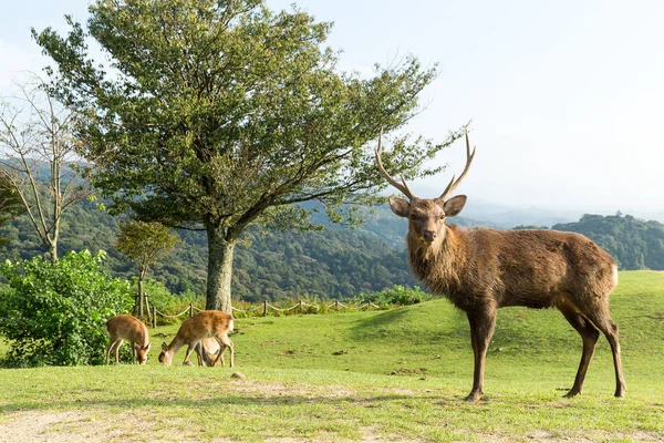 Veados no parque Nara — Fotografia de Stock