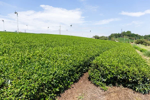 Зелений чай ферми — стокове фото