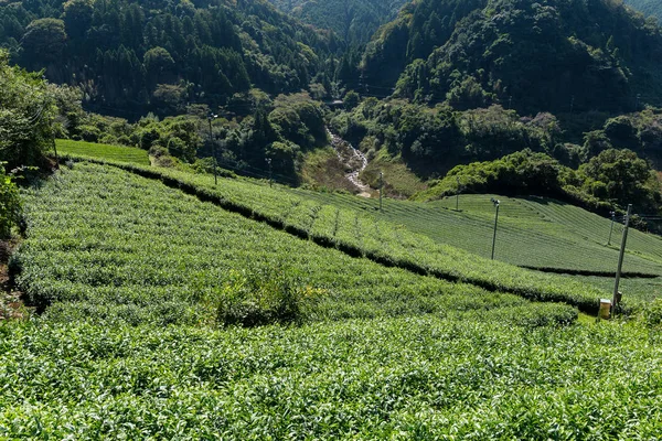 Plantación de té Cameron — Foto de Stock