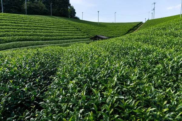 Groene thee boerderij — Stockfoto