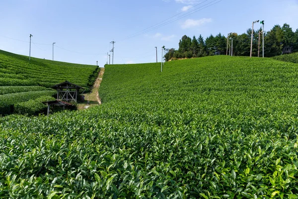 Świeże Zielona herbata plantation — Zdjęcie stockowe