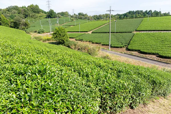 Piękna Zielona Herbata plantation — Zdjęcie stockowe