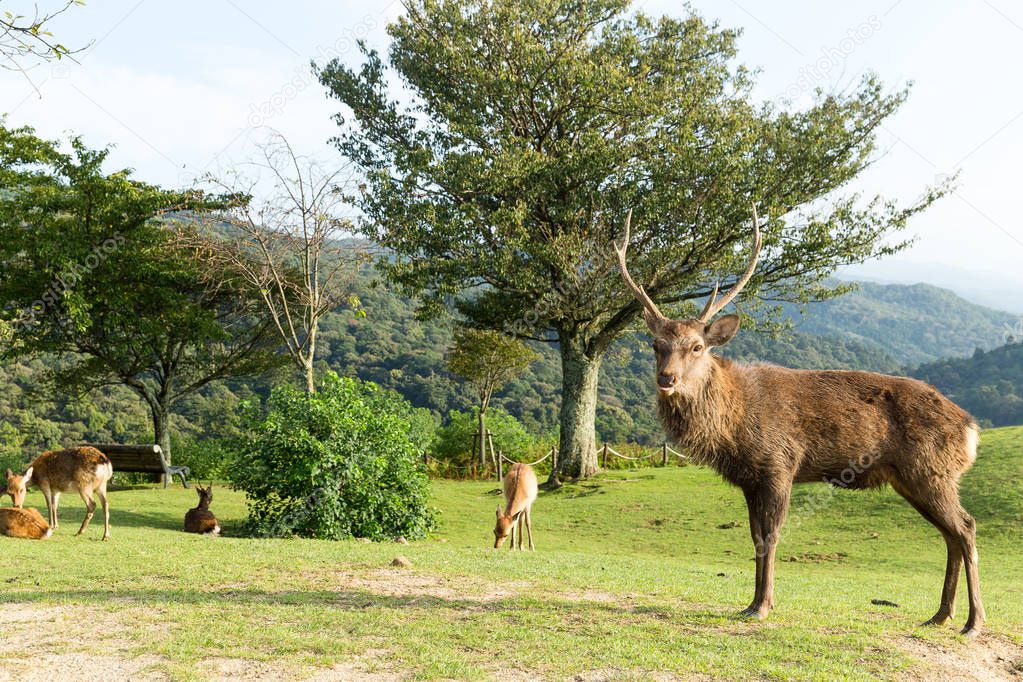 leungchopan