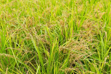 Yeşil pirinç tarlası