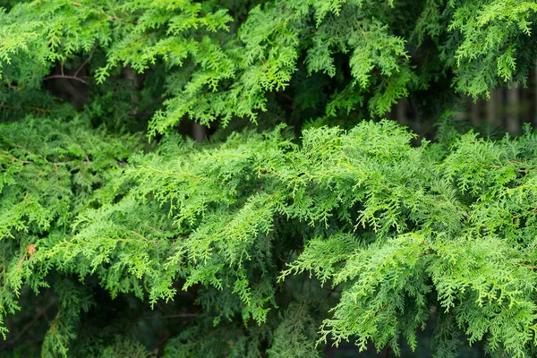 Pine bomen in het groene woud — Stockfoto
