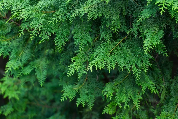 Árvores verdes em uma floresta — Fotografia de Stock