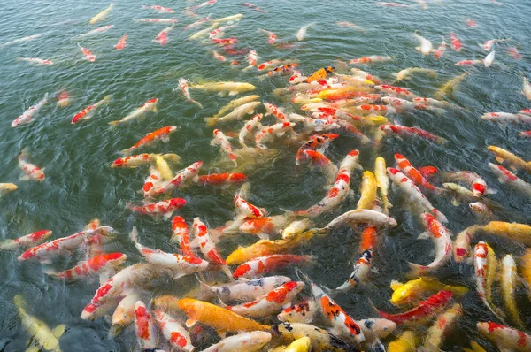Bunte Koi-Fische im Teich — Stockfoto