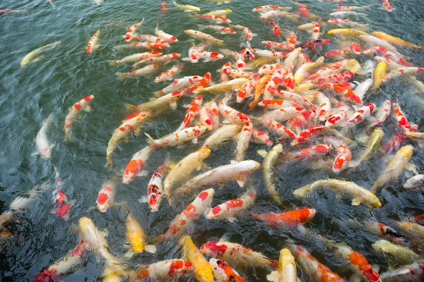 Koi hal úszás a tóban — Stock Fotó