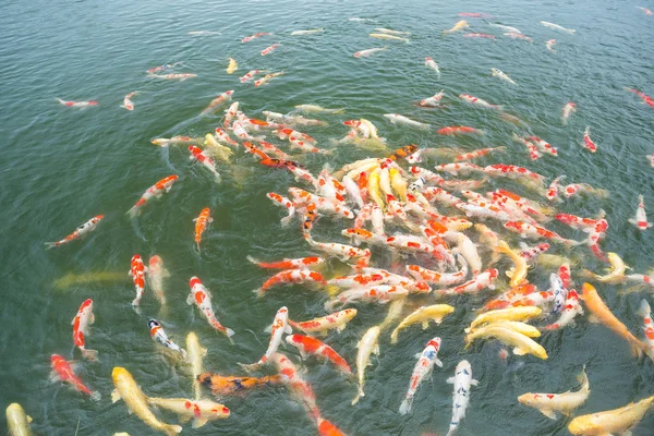 Koi fish in the garden pond — Stock Photo, Image