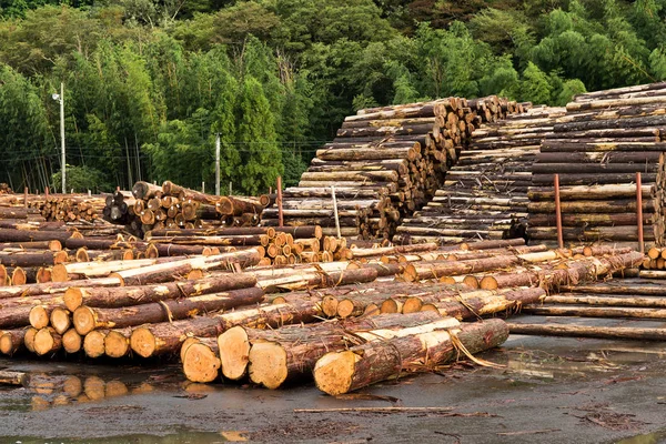 Preparação de madeira na planta — Fotografia de Stock