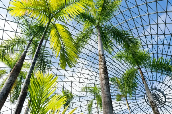 Greenhouse of garden with palms — Stock Photo, Image