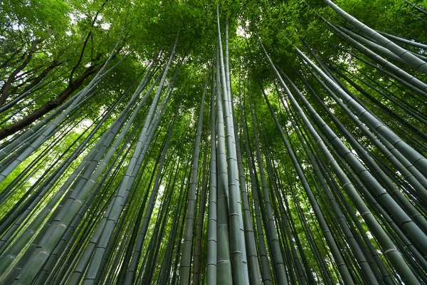 Bosque de bambú en Japón — Foto de Stock