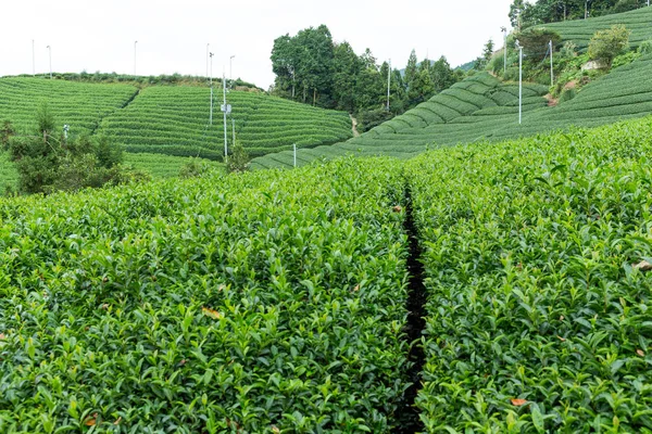 taze yeşil çay plantasyon 