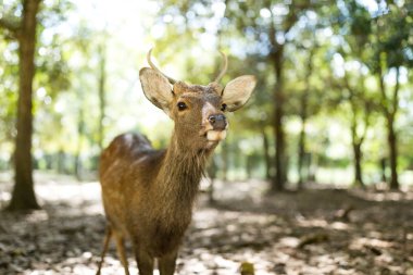 Geyik Nara Park'ta rahatlatıcı
