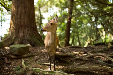 Ormandaki yabani Karaca