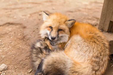 Denenmiş Kızıl Tilki