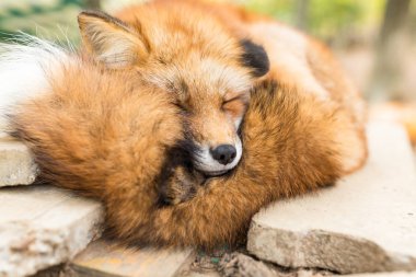 Kızıl Tilki açık uyku