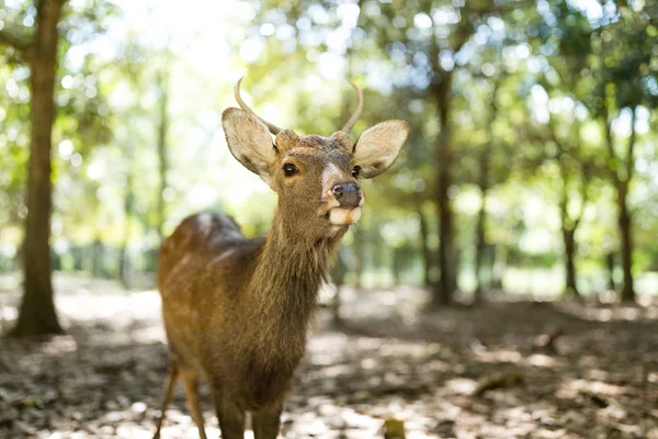 Geyik Nara Park'ta rahatlatıcı