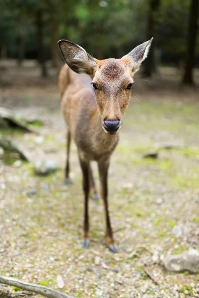 Nara park en een hert — Stockfoto