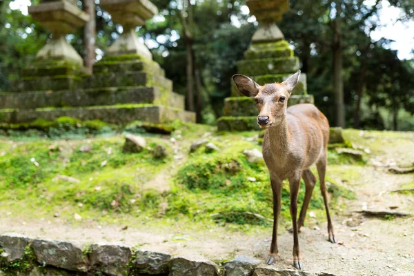 Jeleni v japonský chrám — Stock fotografie