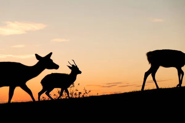 Silhueta de veados selvagens ao pôr-do-sol — Fotografia de Stock