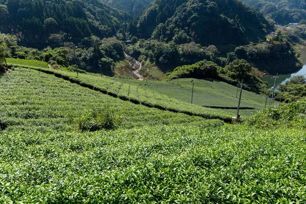 Plantación de té Cameron en las tierras altas — Foto de Stock
