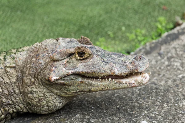 Крокодил лежить на траві на відкритому повітрі — стокове фото