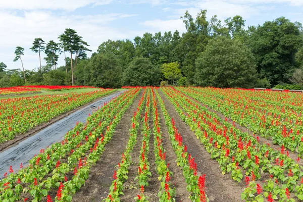 Campo vermelho de salvia — Fotografia de Stock