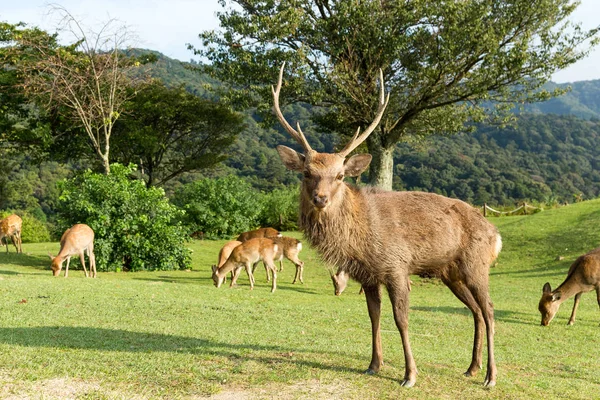 Wild Deers on meadow — Stock Photo, Image