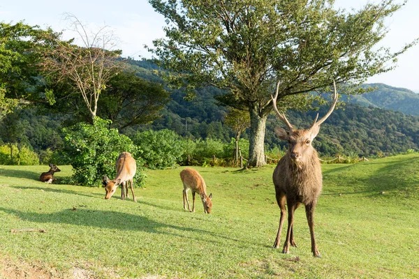 Wild Deers in Mount Wakakusa — Stock Photo, Image