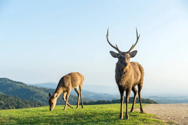 Deers ta resten i parken — Stockfoto
