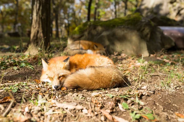 Zorros rojos durmiendo en el bosque —  Fotos de Stock