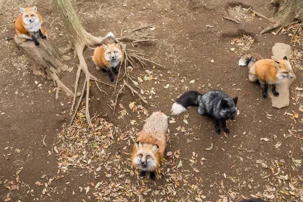 Многие красные лисы ищут пищу — стоковое фото