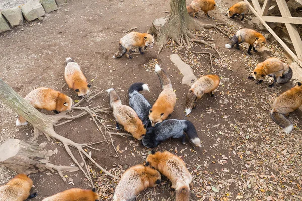 Группа кормления лис — стоковое фото